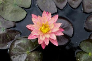 Serene pink lotus flower blooming in a pond surrounded by lotus leaves in Rishikesh, India.